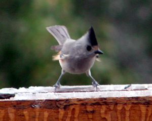 Tufted Titmouse